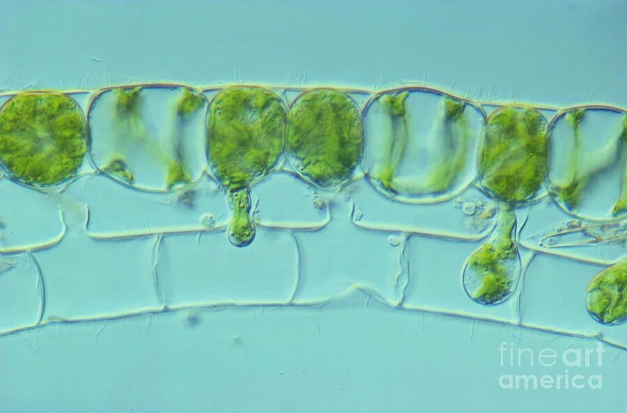 Спирогира половое. Spirogyra конъюгация. ЖЦ спирогиры. Конъюгация спирогиры. Жизненный цикл спирогиры конъюгация.