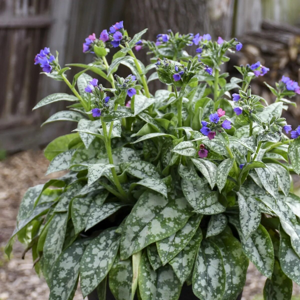 Медуница Маджести. Медуница Распберри Сплеш. Медуница (Pulmonaria). Медуница Муншайн. Медуница купить саженцы