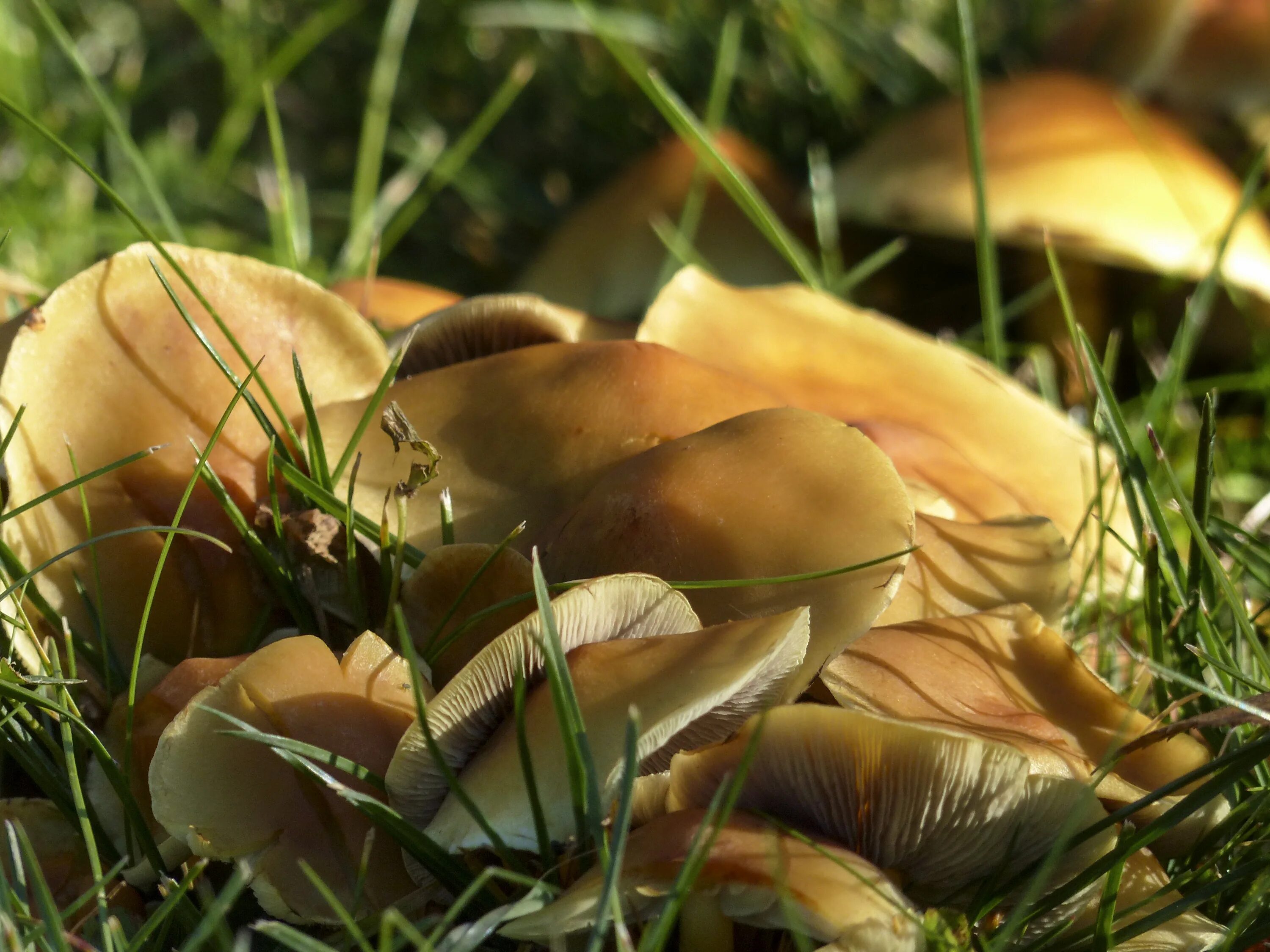 Желтенькие грибы луговые. Луговые грибы съедобные. Осенние луговые грибы. Осенние луговые грибы съедобные.