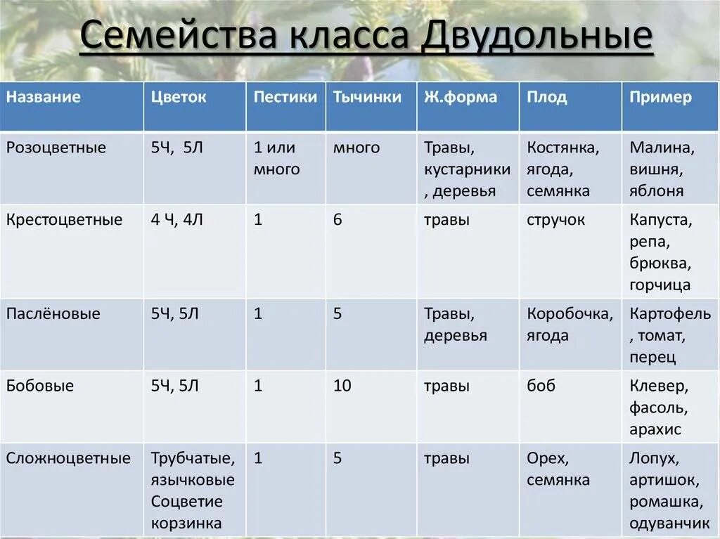Общая характеристика двудольных. Семейства класса двудольные таблица. характеристика семейств класса двудольные таблица. семейства класса двудольные растения таблица. характеристика семейств двудольных растений таблица.
