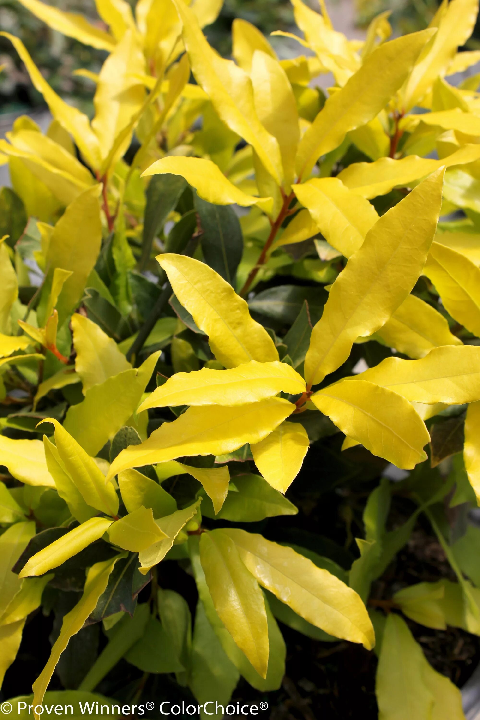 Саншайн кустарник. Декоративный кустарник Гретта желтый. Кустарник с желтыми листьями. Комнатное растение с желтыми листьями