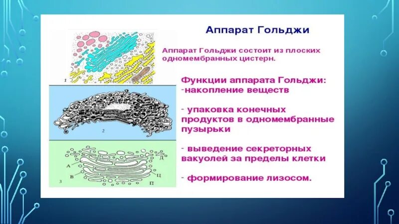 Какие формы мембранных структур образуют аппарат гольджи. Аппарат Гольджи строение и функции. Аппарат Гольджи функции и функции. Основной функцией аппарата Гольджи.