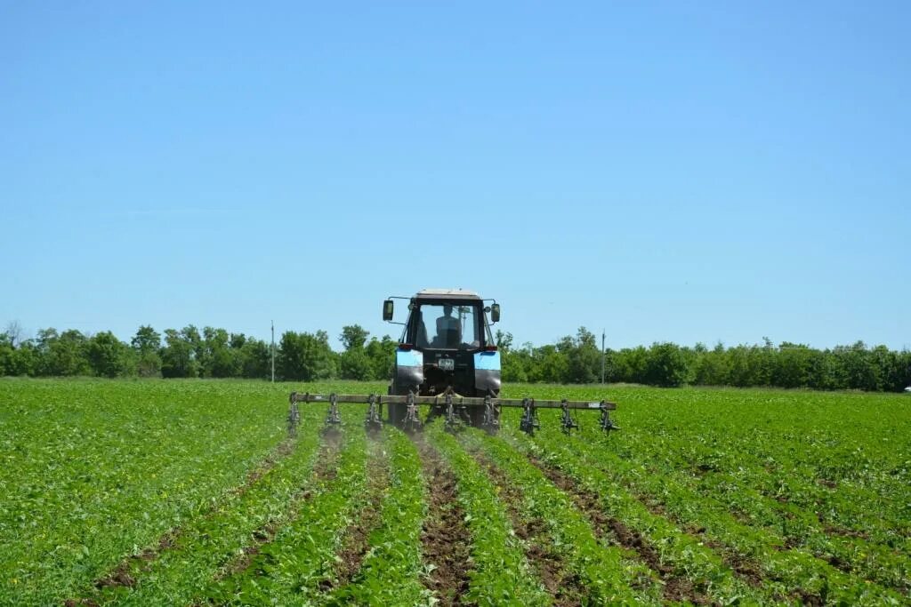 Поле засеяно или засеяно. Сев яровых культур. обработка полей от сорняков. сев яровых культур в 2025г. обработка почвы подсолнечника.