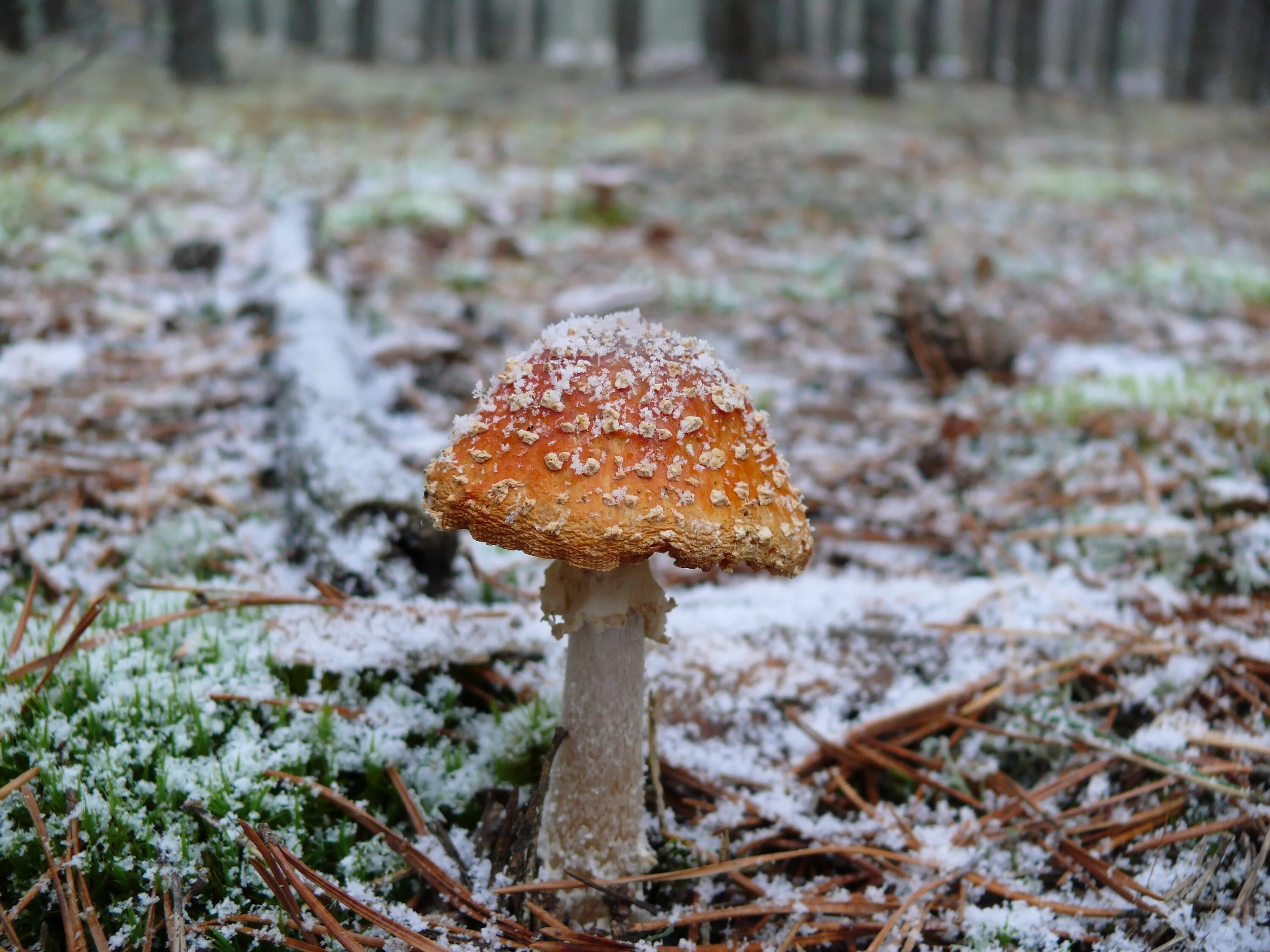 Хороша грибами время года. Мухомор. Грибы под снегом. Мухомор зимой. Мухомор под снегом.