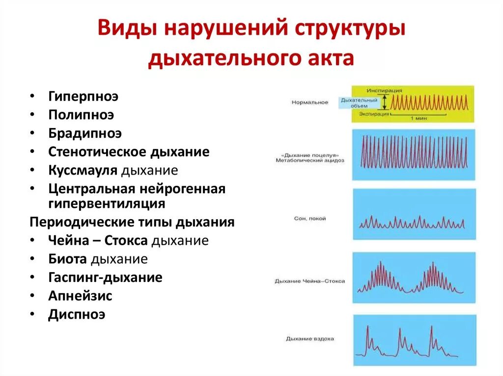 Ритм дыхания патологические типы дыхания. Типы нарушения дыхания. Основные характеристики и типы дыхания. Патологические типы дыхания у человека таблица. Дышит какой вид