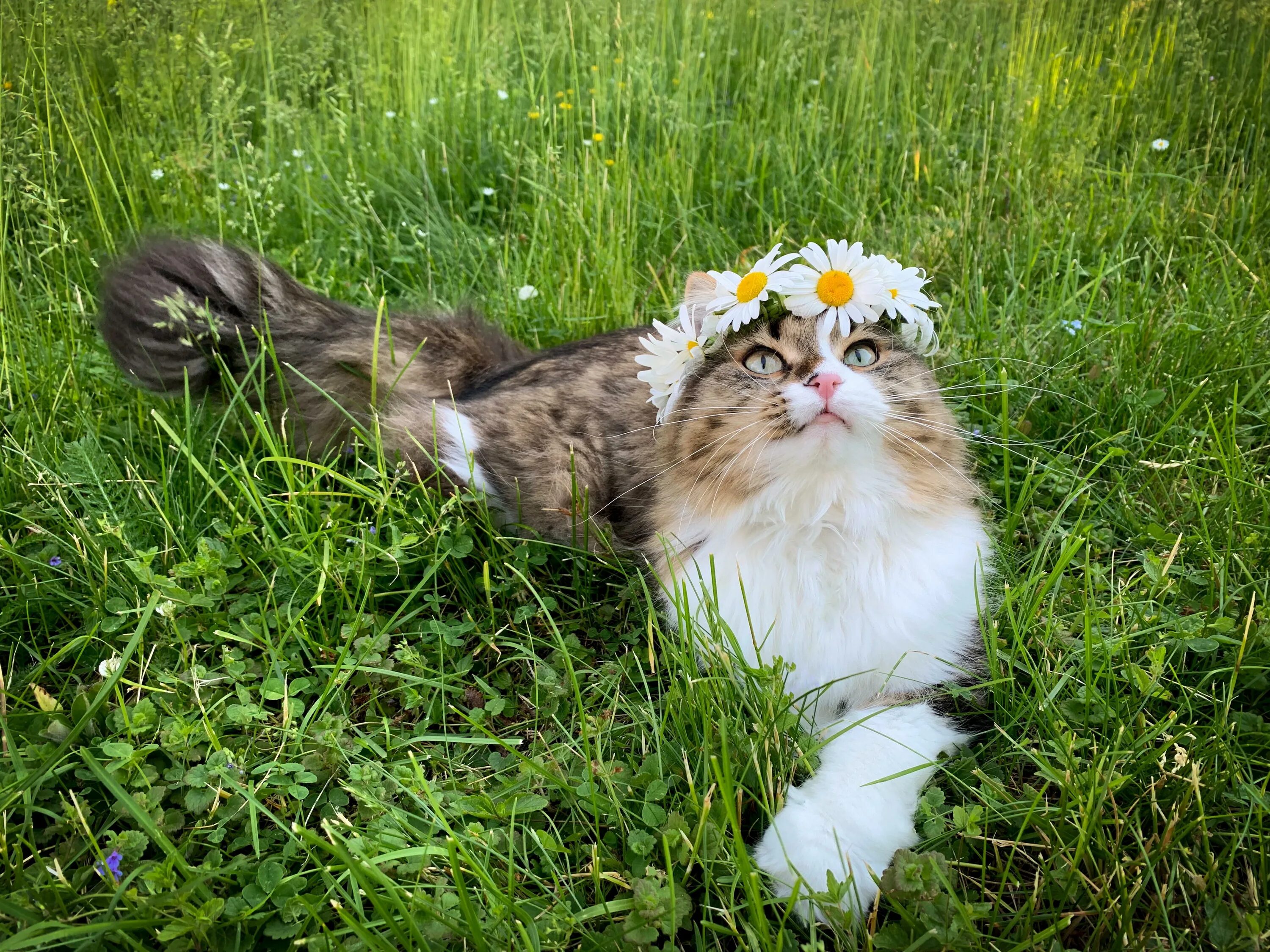 Кура кошка. Курочки и кошечки. Кошка и куры. Мурлыка креативный. Midsummer Cat.