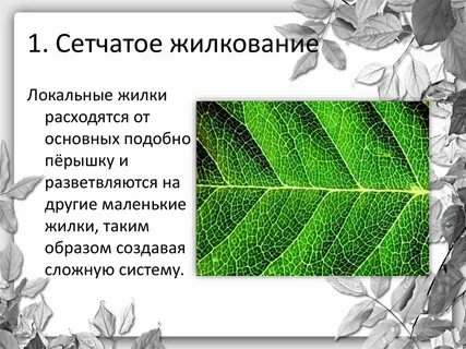 Жилкование герани