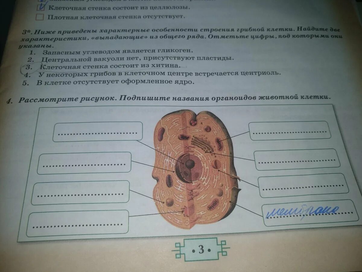 Строение клетки человека проверочная работа. Подпишите названия органоидов. подпишите названия органоидов клетки.