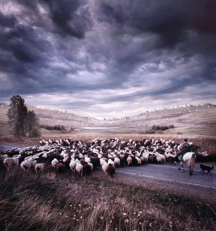 Поле с овцами. Стадо овец. Стадо овец с пастухом. Стадо панорама. Ремонтное стадо