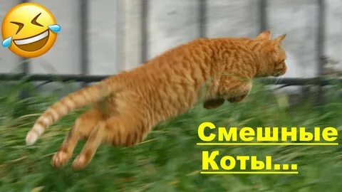 Бегал садись