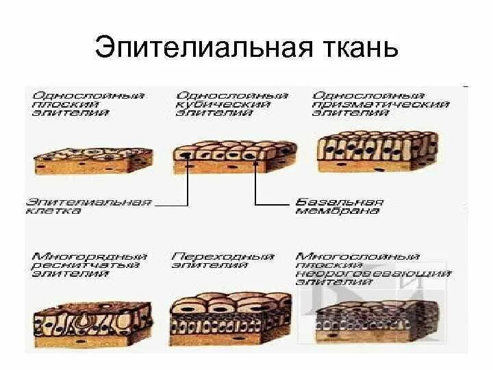 Пример эпителиальной ткани человека. Строение эпителиальной ткани анатомия. Типы эпителиальной ткани схема. Строение пительной ткани. Схема строения эпителиальной ткани.