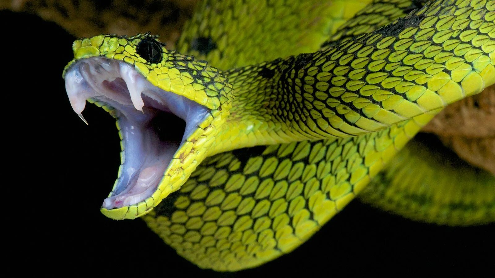 Мир про змей. Кустарниковая гадюка (Atheris. Зеленая змея ядовитая мамба. Тайпан змея зеленая. Зеленая куфия.
