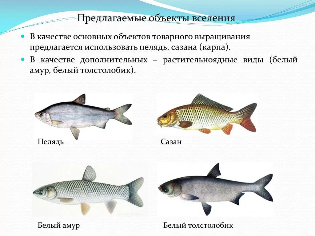 Карп толстолобик белый Амур. Белый Амур и толстолобик отличия. Растительноядные рыбы названия. Травоядные рыбы названия. Хищные пресноводные рыбы список