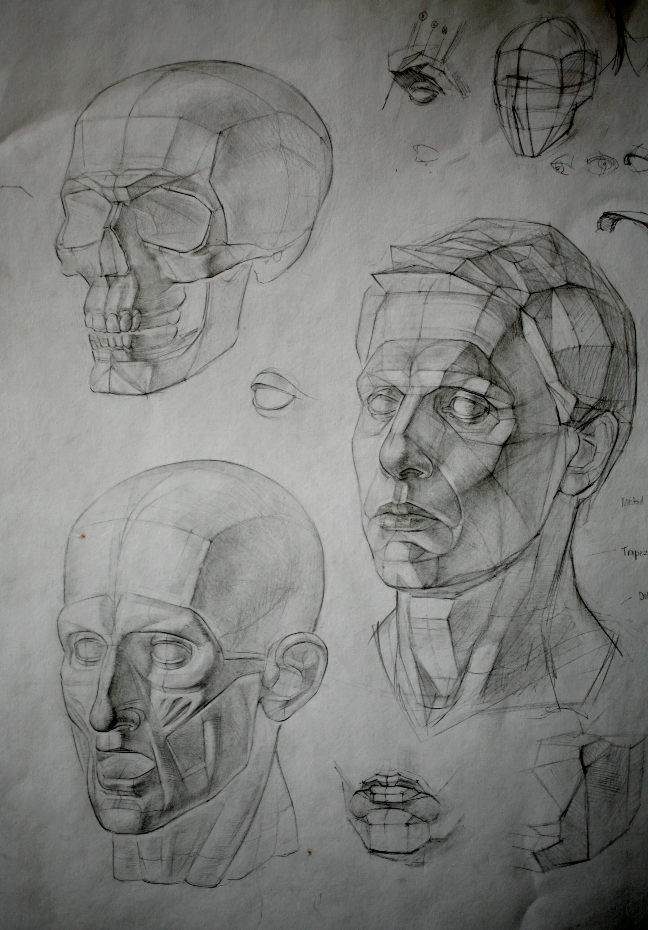 Аналитический рисунок. Могилевцев Экорше. Рыжкин Экорше. Готтфрид Баммес анатомия головы человека.