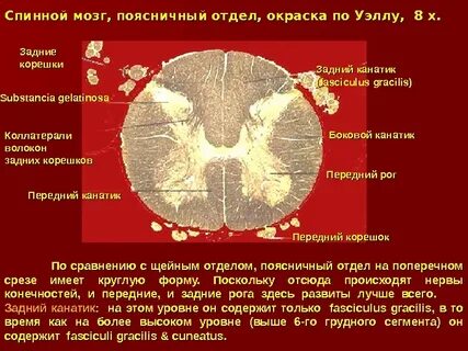 Спинной мозг препарат