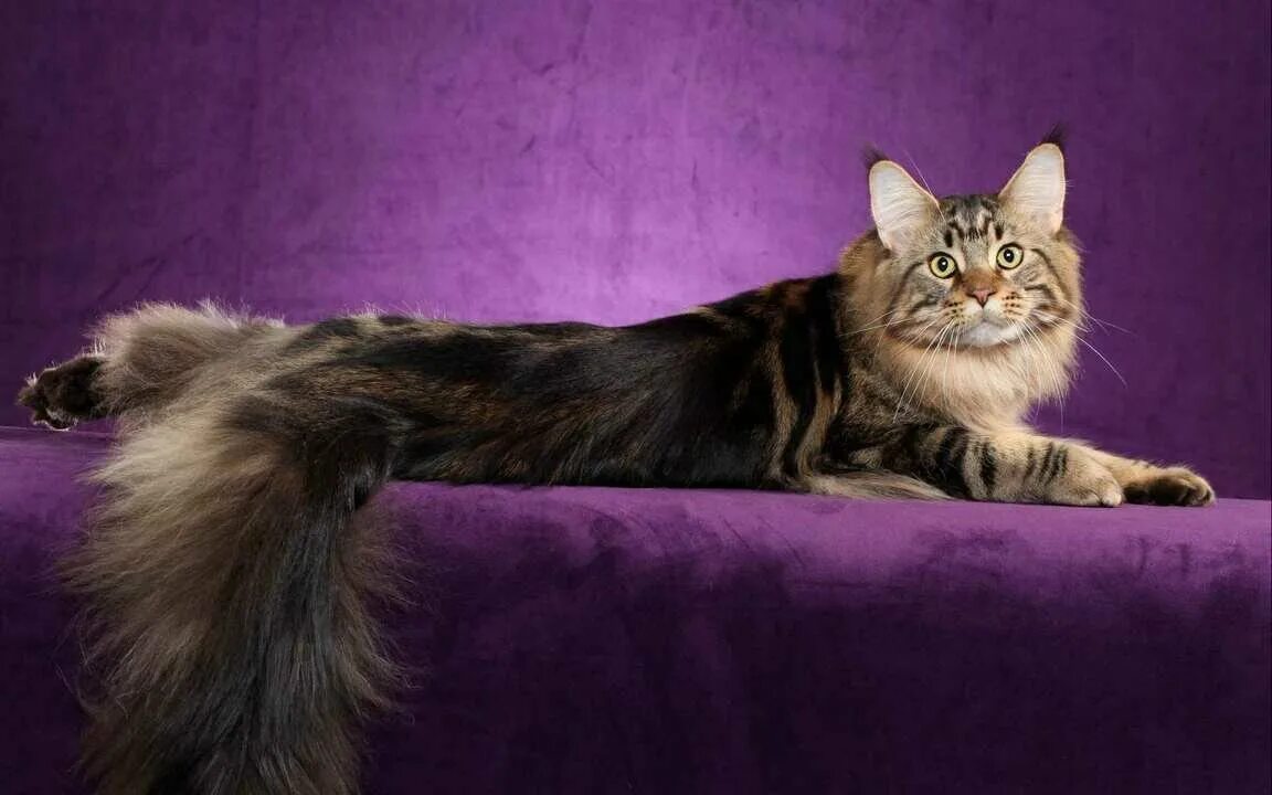 Животные, на которых матушка-природа не пожалела красок Cute cats photos, Cat me