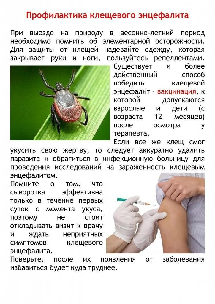 Энцефалитный клещ через сколько проявляется. Клещи иксодовые клещевой энцефалит. клещевые инфекции клещевой боррелиоз. профилактика клещевого вирусного энцефалита. клещевой боррелиоз профилактика.