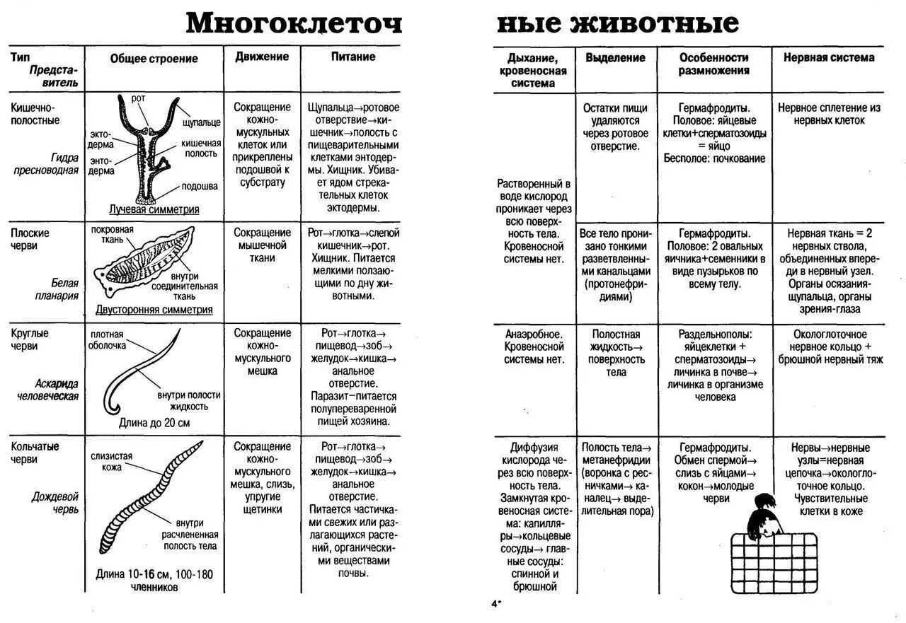 Эволюция систем органов позвоночных животных таблица по биологии. Сравнительная характеристика нервной системы беспозвоночных. Сравнительная таблица беспозвоночных биология 7 класс. Строение и функции пищеварительной системы таблица у животных. Питание дыхание движение