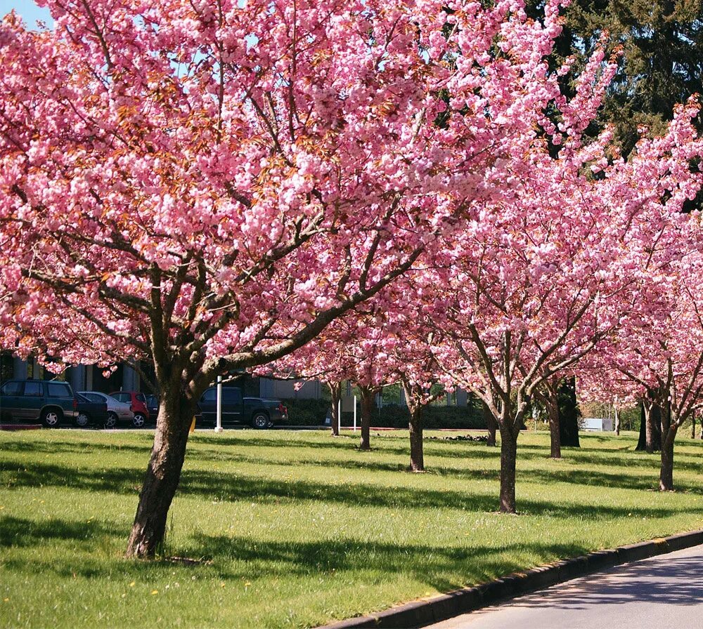 Yoshino cherry tree. вишневый сад деревья. вишня максимовича дерево. вишня саржента ранчо. вишневое дерево сакура.