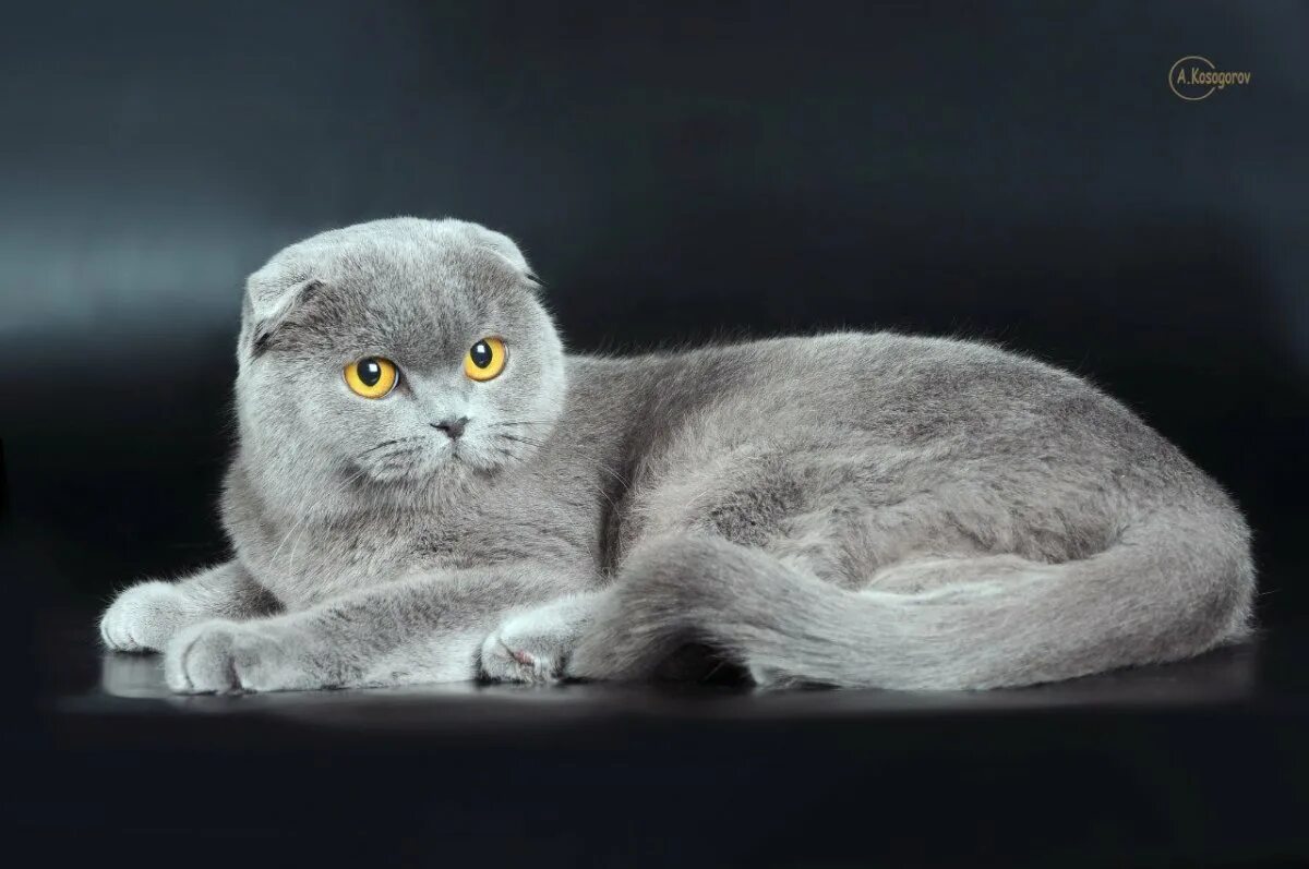 Как выглядит шотландский кот. Шотландская вислоухая кошка. вислоухий скоттиш фолд серый. шотландский скоттиш фолд серый. британская вислоухая кошка серая.