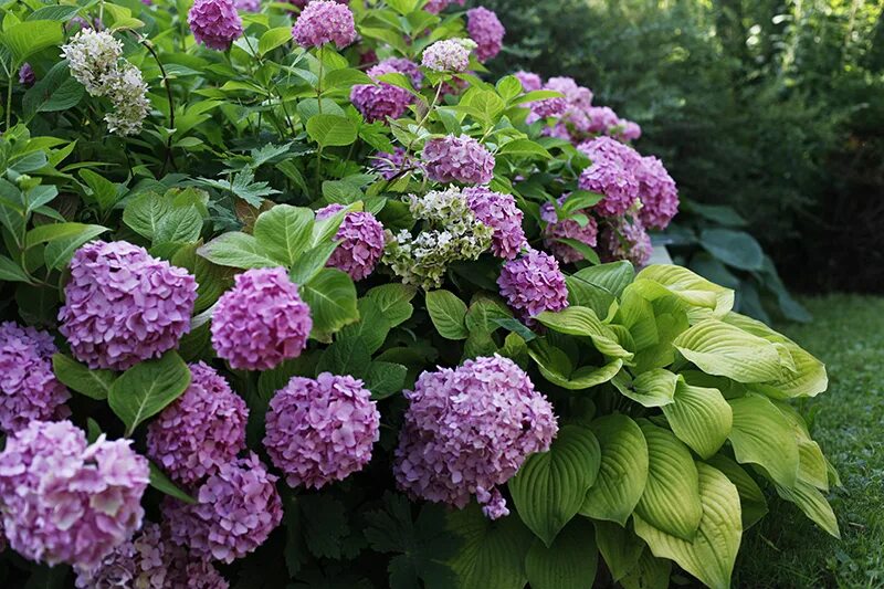 лучшие сорта гортензий для подмосковья фото