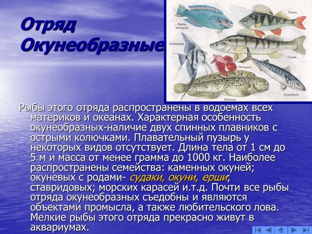 Особенности рыб 2 класс. Общая характеристика окунеобразных. Окунеобразные рыбы. Окунеобразные характеристика. Характеристика отряда окунеобразные.