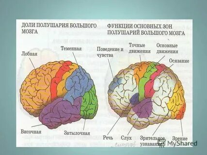 Большие полушария переднего мозга строение и функции