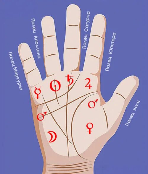 Линии и холмы на ладони. Палец Меркурия хиромантия. Мизинец палец Меркурия. Зоны руки. Что значит гнутая