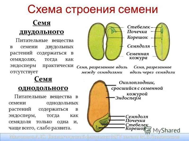 Какая функция семенной кожуры. Какая функция семенной кожуры