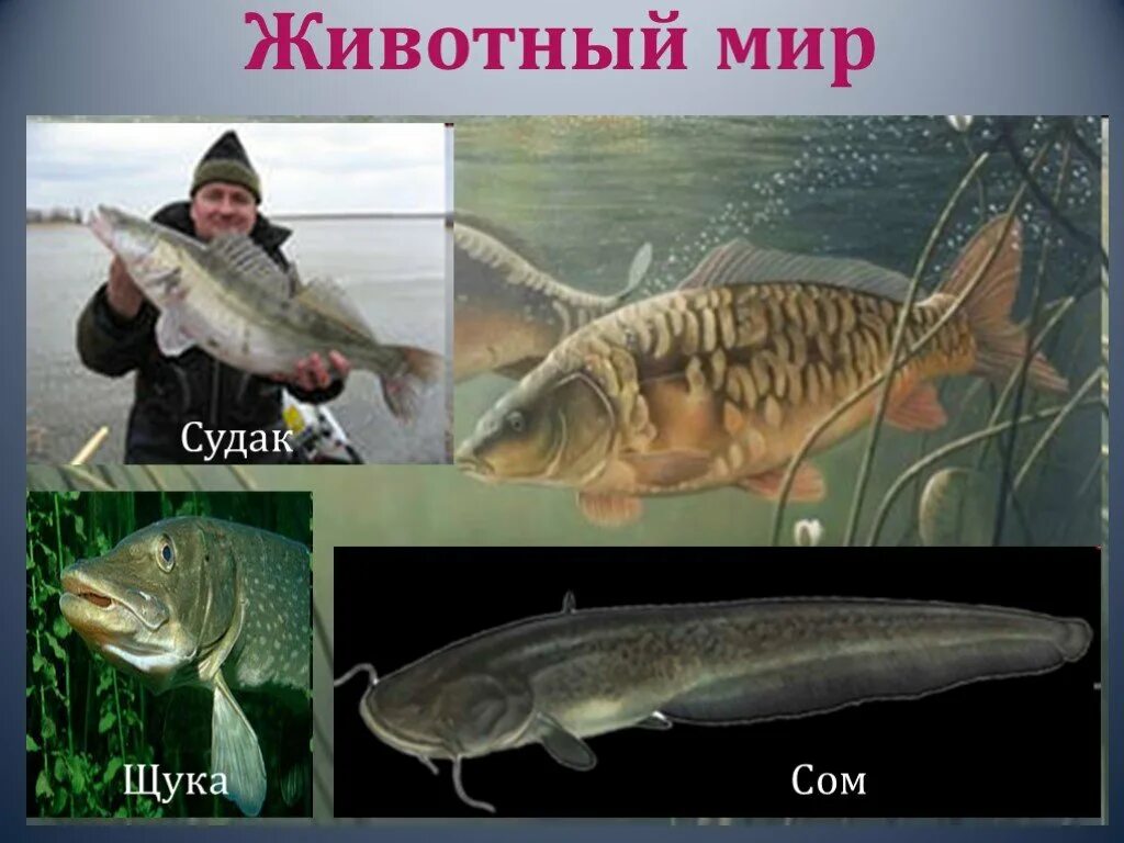 Щука и сом. Щука Судак сом. Сом Судак. Щука и сом фото.