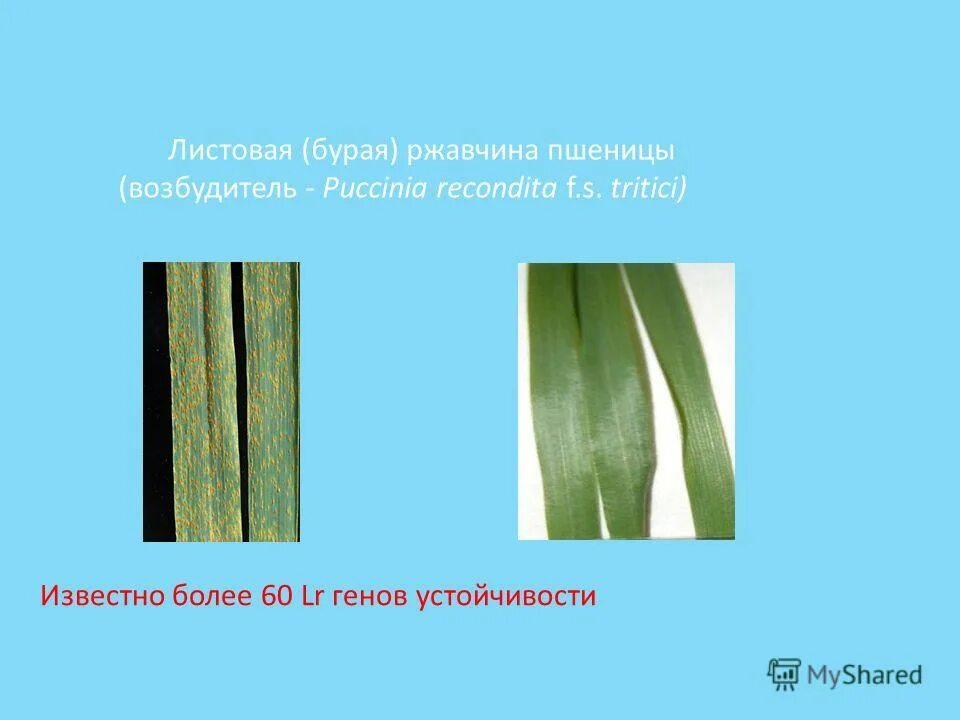 стеблевая ржавчина пшеницы и ржи. устойчивость пшеницы к ржавчине. бурая стеблевая ржавчина пшеницы. бурая листовая ржавчина пшеницы. устойчивость пшеницы к ржавчине.