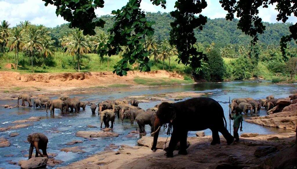 Elephant river. Пиннавела Шри Ланка. Зоопарк Пиннавела Шри Ланка. Приют для слонов Пиннавела Шри-Ланка. Слоновий питомник на Шри Ланке.