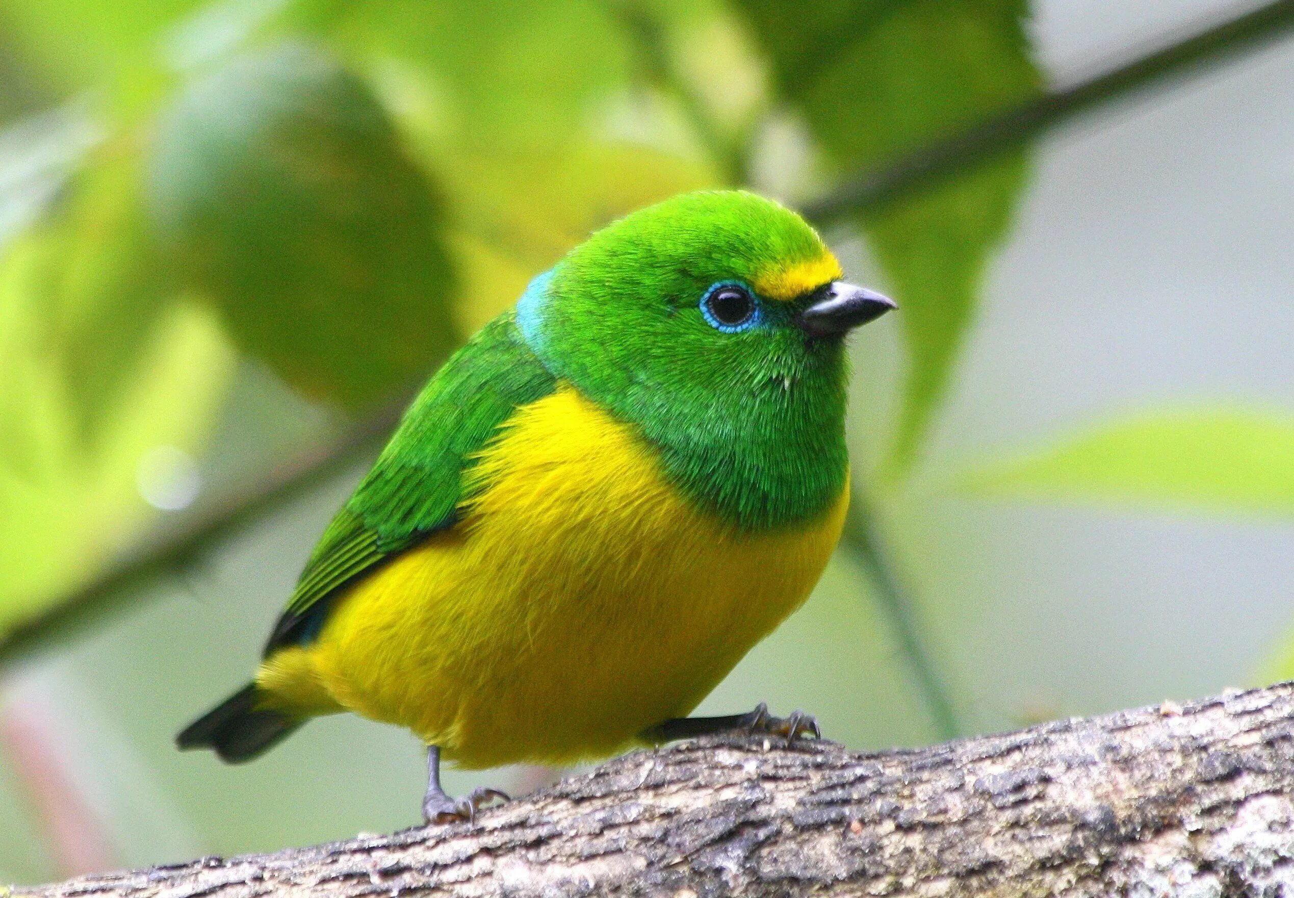 Зеленая птичка название. Зеленый органист птица. Желтая танагра. Синекрылый пеночковый певун. Зелёная танагра.