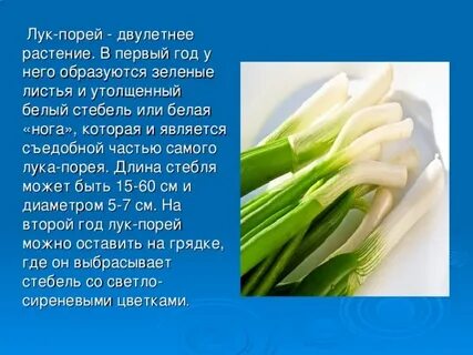 Почему полезен лук