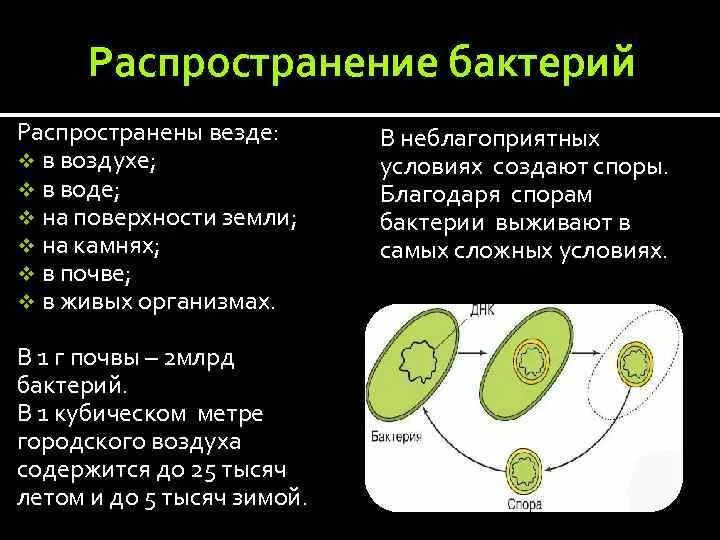 Какие условия способствуют распространению бактерий. Способы распространения бактерий. Схема распространения бактерий. Схема распространения бактерий в природе. Распространение микробов.