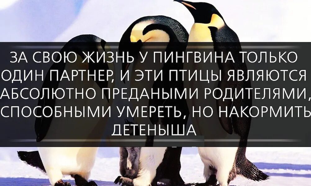 Пингвины находят пару на всю жизнь. Продолжительность жизни пингвинов. Пингвины выбирают пару на всю жизнь. Пингвины любят один раз и на всю жизнь.