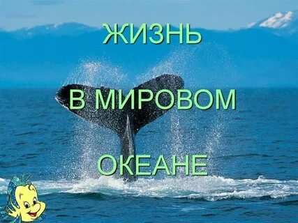 Жизнь в мировом океане 7 класс география