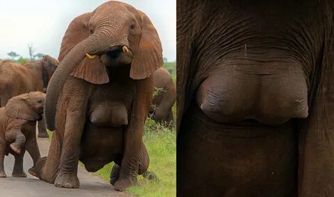 10000 best Elephants images on Pholder Nature Is Fucking Lit, Babyelephantgifs a