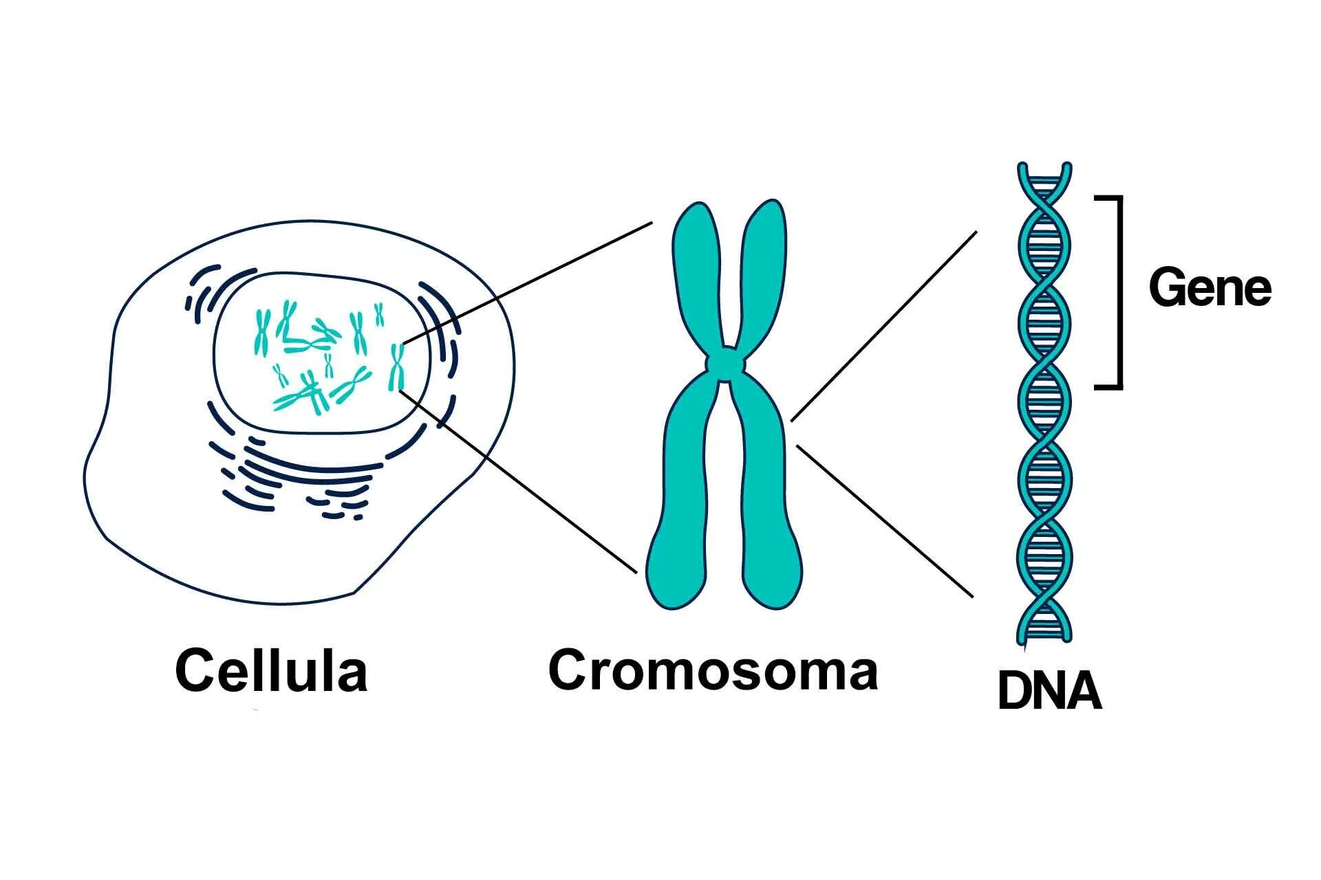 Изображение хромосомы. Гены и хромосомы. Ген хромосома ДНК. Строение хромосомы.
