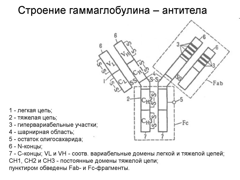 Строение молекулы иммуноглобулина g1. Агглютинины это антитела. Схема строения мономера иммуноглобулина. Антитела иммуноглобулины химическая природа. Антитела строение и функции иммуноглобулинов.
