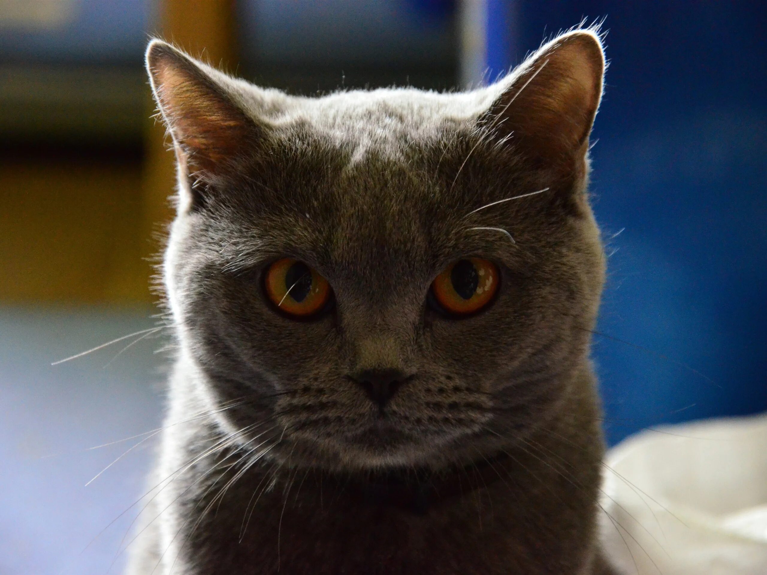 5 говорящих кошек. Британская короткошёрстная кошка. Британский кот с коричневыми глазами. Кошка с серьезной мордой. Кот с серьезным видом.