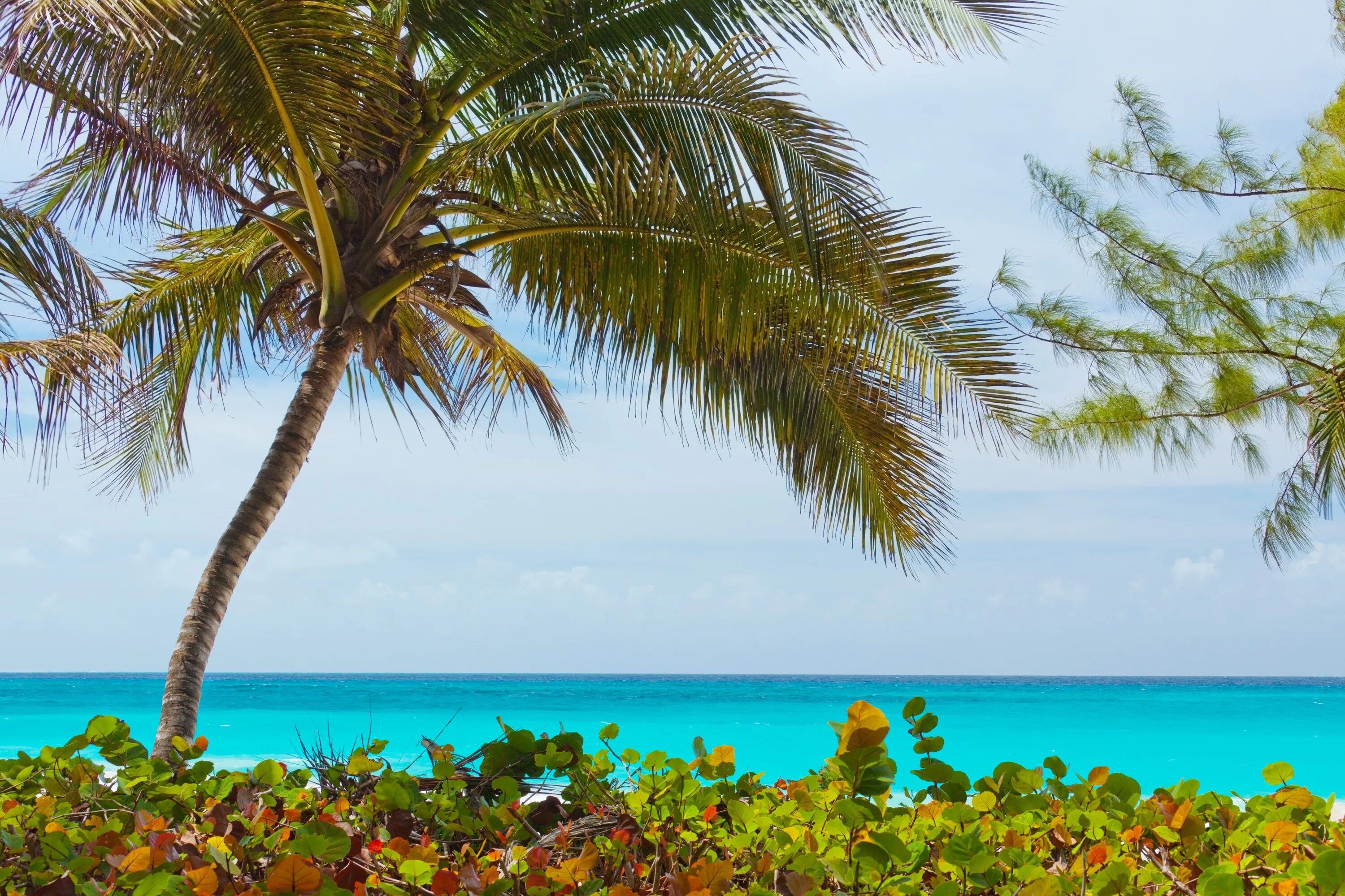 Голубая Лагуна Саона Доминикана. Карибское море Доминикана. Пляж. Пляж с пальмами.
