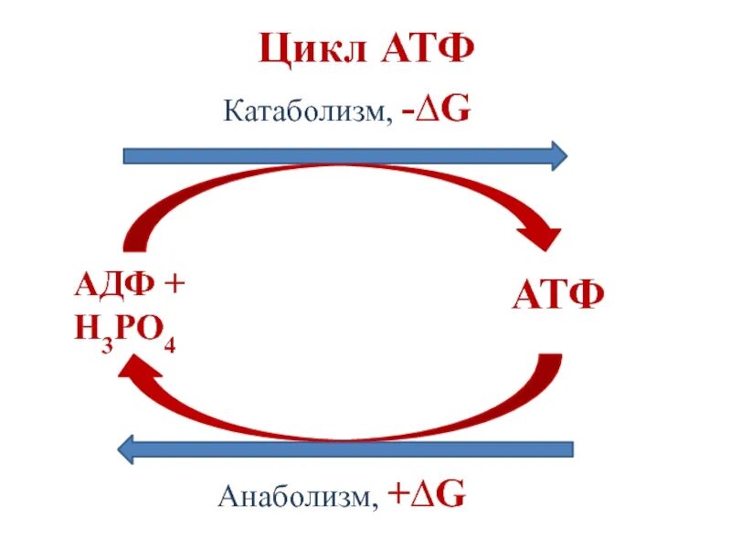 АТФ АДФ схема. Схема превращения АТФ В АДФ. Цикл АТФ-АДФ биохимия.