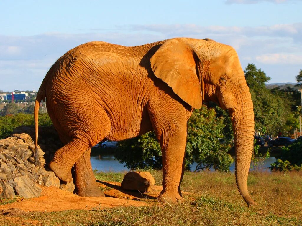 Слон. Большой слон. Породы слонов. Слоны название.
