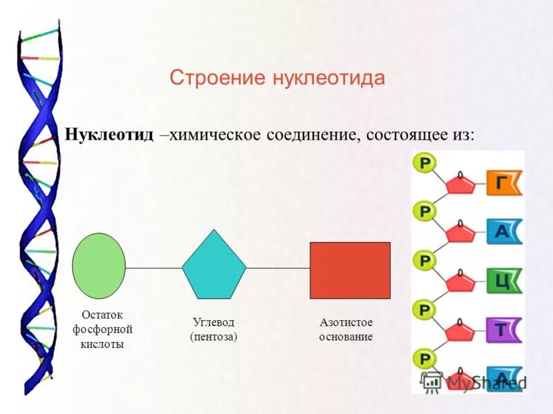 Укажите три элемента верного ответа. Строение нуклеотида ДНК И РНК. Строение нуклеотида ДНК. Схема строения нуклеотида ДНК. Схема строения нуклеотида ДНК И РНК.