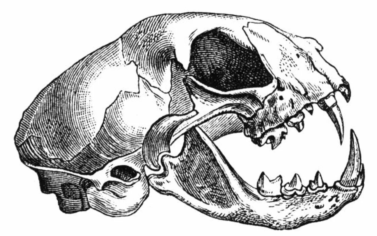 Кошачий череп сбоку. Череп кошки вид сбоку. Отряд непарнокопытные череп. Череп кошки анатомия. Класс млекопитающие череп