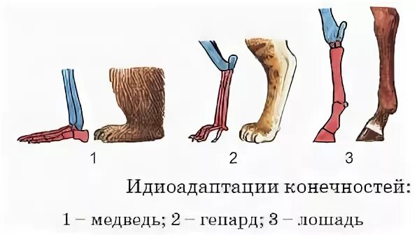 Пятипалые конечности у позвоночных. Формы конечностей млекопитающих. Строение передних конечностей млекопитающих. Строение задних конечностей млекопитающих. Формы конечностей млекопитающих.