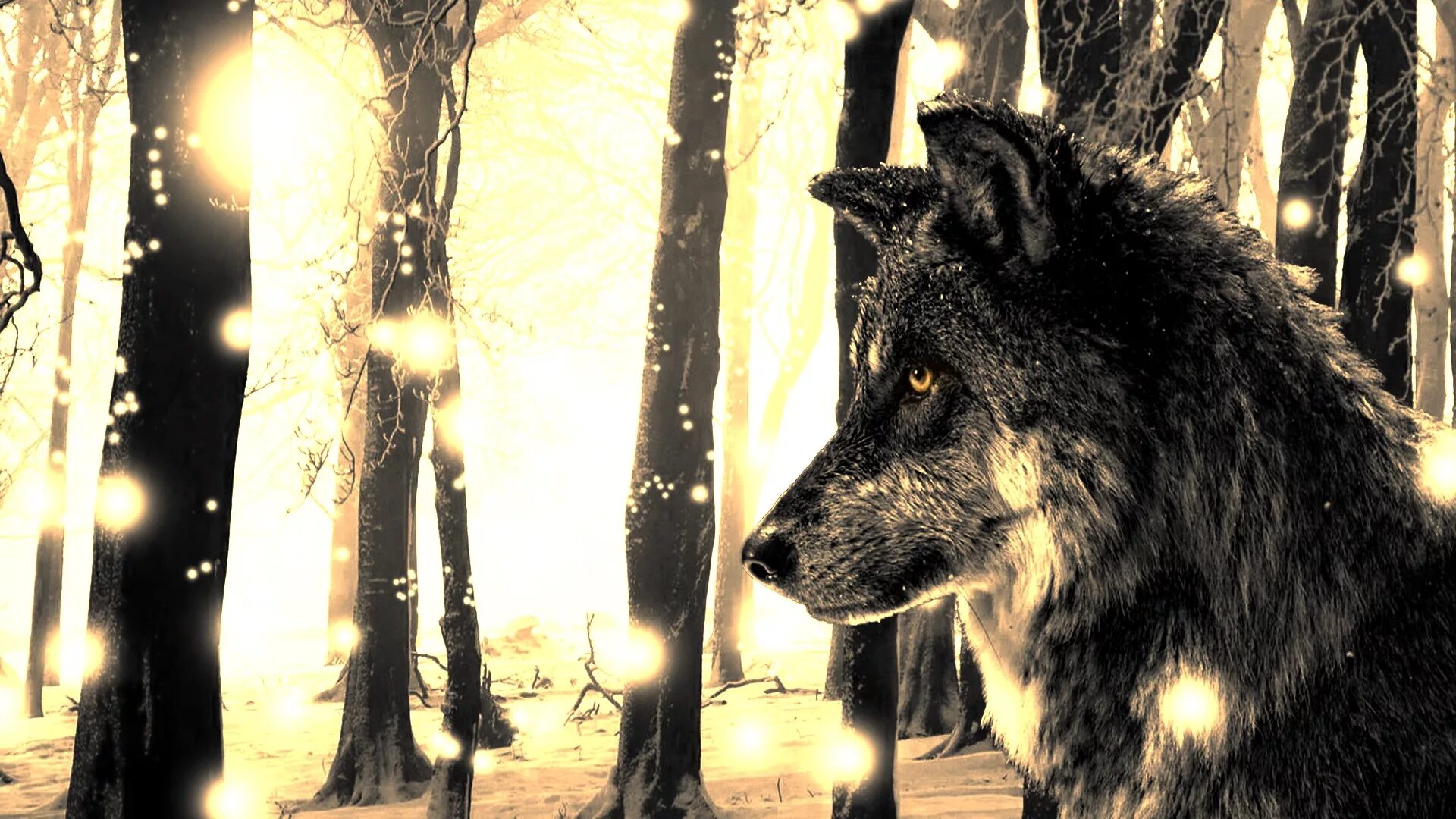 Wolf gaming wallpapers. Wolf Trees Forest Light.