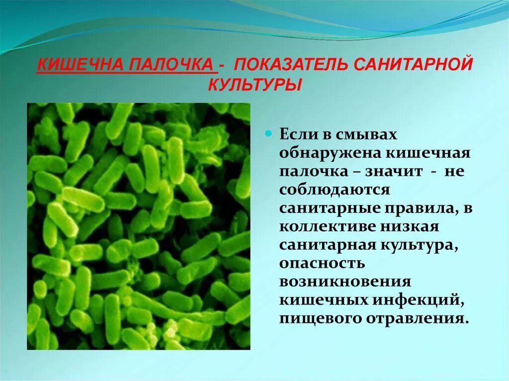 Кишечная палочка отзывы. Кишечная палочка среда обитания. Кишечная палочка полезная бактерия. Место обитания кишечной палочки?. Кишечная палочка доклад.