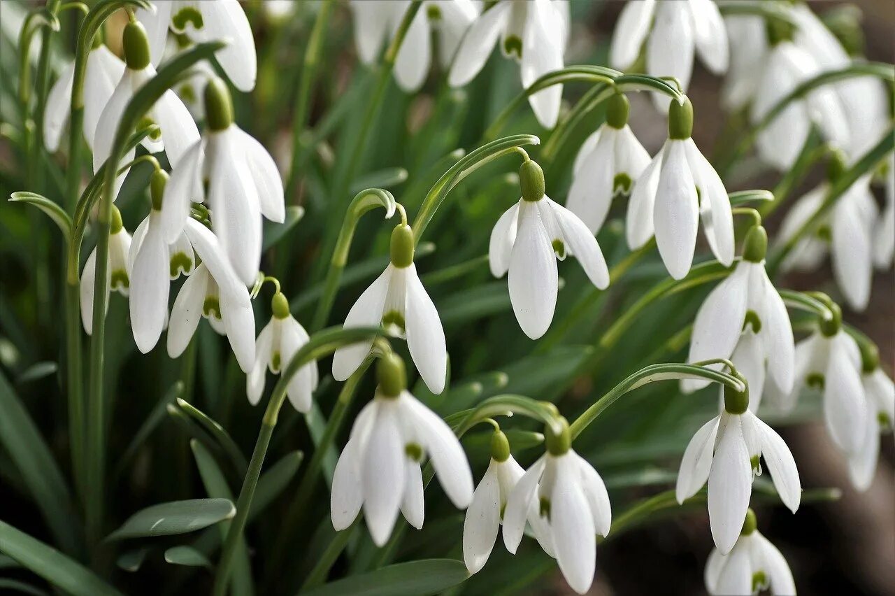 Фото подснежника. Подснежников (Galanthus. Галантус белоснежный. Подснежник узколистный. Галантус Пермь.